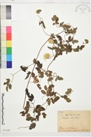 藏品(東方鐵線蓮)的圖片