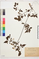 藏品(小木通)的圖片