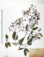 藏品(柱果鐵線蓮)的圖片