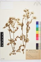 藏品(銀葉鐵線蓮)的圖片