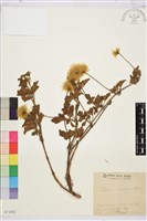 藏品(金毛鐵線蓮)的圖片