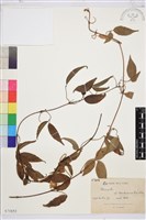 藏品(平壩鐵線蓮)的圖片