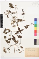 藏品(串鼻龍)的圖片