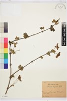 藏品(金毛鐵線蓮)的圖片