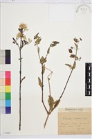 藏品(灌木鐵線蓮)的圖片