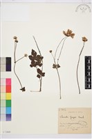 藏品(美花鐵線蓮)的圖片