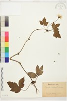 藏品(繡球藤)的圖片