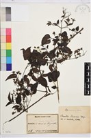 藏品(威靈仙)的圖片