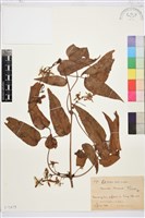 藏品(小木通)的圖片