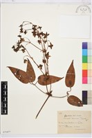 藏品(小木通)的圖片