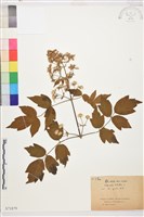 藏品(葡萄葉鐵線蓮)的圖片