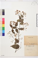 藏品(鈍萼鐵線蓮)的圖片