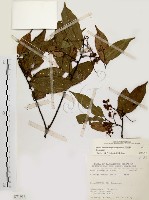 藏品(墨點櫻桃、黑星櫻)的圖片