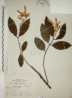 藏品(猿尾藤)的圖片