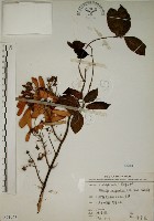 藏品(猿尾藤)的圖片