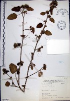 藏品(圓葉金午時花)的圖片