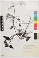 藏品(威靈仙)的圖片