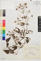 藏品(威靈仙)的圖片