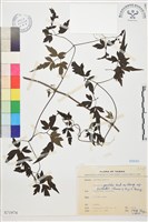 藏品(巴氏鐵線蓮)的圖片