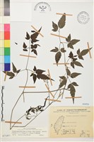 藏品(巴氏鐵線蓮)的圖片