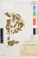 藏品(梨山小蓑衣藤)的圖片