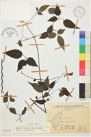 藏品(巴氏鐵線蓮)的圖片