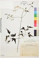 藏品(巴氏鐵線蓮)的圖片