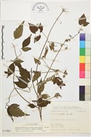 藏品(巴氏鐵線蓮)的圖片