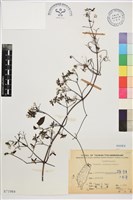 藏品(威靈仙)的圖片