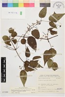 藏品(梨山小蓑衣藤)的圖片