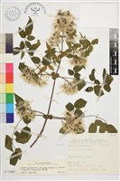 藏品(梨山小蓑衣藤)的圖片