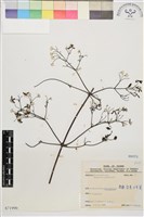 藏品(威靈仙)的圖片