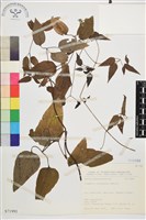 藏品(威靈仙)的圖片