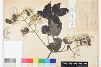 藏品(串鼻龍)的圖片