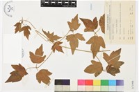 藏品(串鼻龍)的圖片