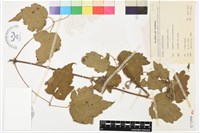 藏品(串鼻龍)的圖片