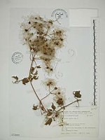 藏品(串鼻龍)的圖片