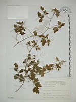 藏品(串鼻龍)的圖片