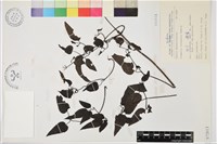 藏品(威靈仙)的圖片