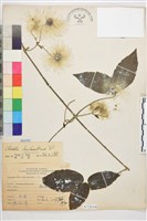 藏品(銹毛鐵線蓮)的圖片