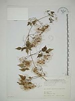 藏品(串鼻龍)的圖片