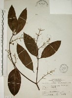 藏品(猿尾藤)的圖片