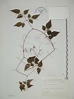 藏品(小木通)的圖片