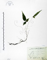 藏品(森氏鐵線蓮)的圖片