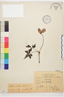 藏品(繡球藤)的圖片