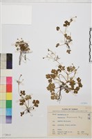 藏品(鹿場毛茛)的圖片