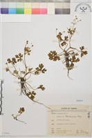 藏品(鹿場毛茛)的圖片