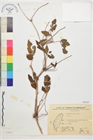 藏品(繡球藤)的圖片