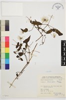 藏品(小木通)的圖片