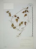 藏品(串鼻龍)的圖片